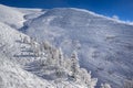 Landscape with pine trees covered with snow Royalty Free Stock Photo