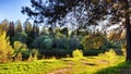 Landscape with pine trees in the forest in evening under the setting summer sun in sunset on spring, summer or autumn