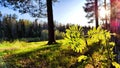 Landscape with pine trees in the forest in evening under the setting summer sun in sunset on spring, summer or autumn