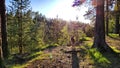 Landscape with pine trees in the forest in evening under the setting summer sun in sunset on spring, summer or autumn