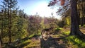 Landscape with pine trees in the forest in evening under the setting summer sun in sunset on spring, summer or autumn