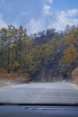 landscape of pine trees with road in the middle with blue sky