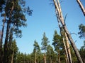 Landscape with pines. Pine forest. Beautiful blue sky.