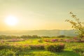 Landscape pink flowers on summer mountain and sun