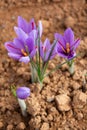 Landscape pink saffron and flower red gold Royalty Free Stock Photo