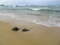 Pipa Beach and Baia dos Golfinhos - Beach of Natal, Rio Grande do Norte, northeastern coast of Brazil Royalty Free Stock Photo