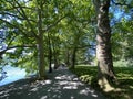 Landscape of the Planes or plane trees avenue near the lake - Flower Island Mainau on the Lake Constance or Die Blumeninsel