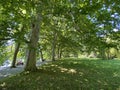 Landscape of the Planes or plane trees avenue near the lake - Flower Island Mainau on the Lake Constance or Die Blumeninsel