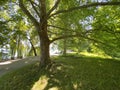 Landscape of the Planes or plane trees avenue near the lake - Flower Island Mainau on the Lake Constance or Die Blumeninsel