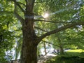 Landscape of the Planes or plane trees avenue near the lake - Flower Island Mainau on the Lake Constance or Die Blumeninsel