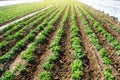 Landscape of plantation field of young potato bushes after watering. Farming and agrocultural industry. Agribusiness. Farm growing Royalty Free Stock Photo