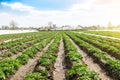 Landscape of plantation field of young potato bushes after watering. Fresh green greens. Agroindustry, cultivation. Farm for