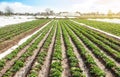 Landscape of plantation field of young potato bushes after watering. Fresh green greens. Farm for growing vegetables. Agroindustry Royalty Free Stock Photo