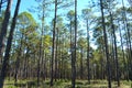 Landscape Planted Pines on Forestry Land 2 Royalty Free Stock Photo