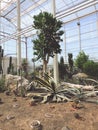 Landscape of planting of agave plants. Agave Asparagaceae cactus plant.Closeup view of green cactus