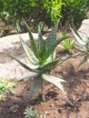 Landscape of planting of agave plants. Agave Asparagaceae cactus plant.Closeup view of green cactus