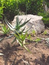 Landscape of planting of agave plants. Agave Asparagaceae cactus plant.Closeup view of green cactus