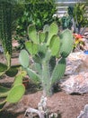 Landscape of planting of agave plants. Agave Asparagaceae cactus plant.Closeup view of green cactus