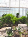 Landscape of planting of agave plants. Agave Asparagaceae cactus plant.Closeup view of green cactus