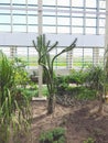 Landscape of planting of agave plants. Agave Asparagaceae cactus plant.Closeup view of green cactus