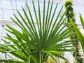 Landscape of planting of agave plants. Agave Asparagaceae cactus plant.Closeup view of green cactus