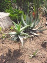 Landscape of planting of agave plants. Agave Asparagaceae cactus plant.Closeup view of green cactus