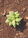 Landscape of planting of agave plants. Agave Asparagaceae cactus plant.Closeup view of green cactus