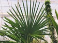 Landscape of planting of agave plants. Agave Asparagaceae cactus plant.Closeup view of green cactus