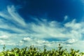 Landscape plants and sky with clouds