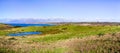 Landscape in Point Reyes National Seashore with Tule Elks grazing on the grasslands close to a pond; The Pacific Ocean visible in Royalty Free Stock Photo