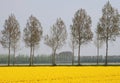 Yellow agricultural spring landscape along the bulb route in Noordoostpolder, Flevoland, Netherlands Royalty Free Stock Photo