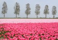 Pink tulips landscape along the touristic bulb route, Noordoostpolder, Flevoland, Netherlands