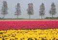 Pink and yellow flowerfields, agricultural industries in the Noordoostpolder, Flevoland, Netherlands
