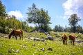 Pollino landscape