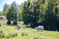 Pollino landscape