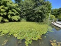 Landscape of the Pond and lawn for sunbathing or Teich mit Liegewiese - Flower Island Mainau on the Lake Constance