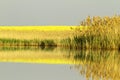 Landscape pond with reeds and a oilseed field