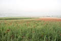 Landscape of poppies