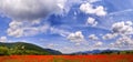 LANDSCAPE POPPIES FIELD Royalty Free Stock Photo