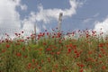 Landscape with poppies near Corte, Corsica, France