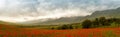 Landscape of poppies