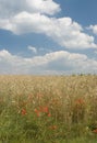 Landscape with poppies and wheat Royalty Free Stock Photo