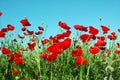 Landscape, poppy field