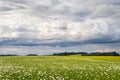 landscape with poppy field, cloudy sky Royalty Free Stock Photo