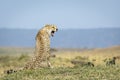 Landscape portrait of an adult cheetah snarling in Masai Mara in Kenya Royalty Free Stock Photo