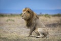 A portrait of a male lion with a big mane sitting upright with blue sky in background in Masai Mara Kenya Royalty Free Stock Photo