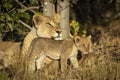 Landscape portrait of a mother lioness and her lion cub with beautiful eyes in Savuti in Botswana