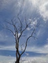 Landscape portrait of trees and sky