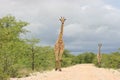 Landscape portrait of two wild Angolan Giraffe Giraffa camelopardalis angolensis walking in distance towards camera Etosha Natio