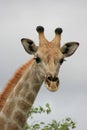 Landscape portrait of wild Angolan Giraffe Giraffa camelopardalis angolensis head and neck up close Etosha National Park, Namibi